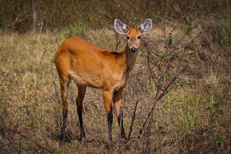 123 Zuid Pantanal, moerashert.jpg